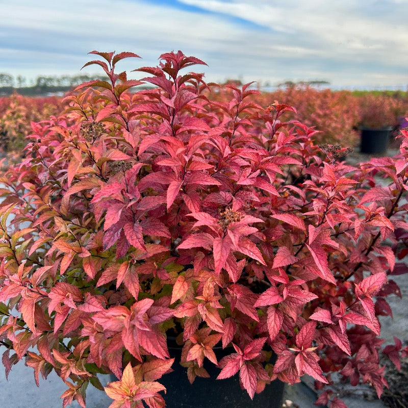 Goldflame Spirea with rose pink flowers and bronze foliage