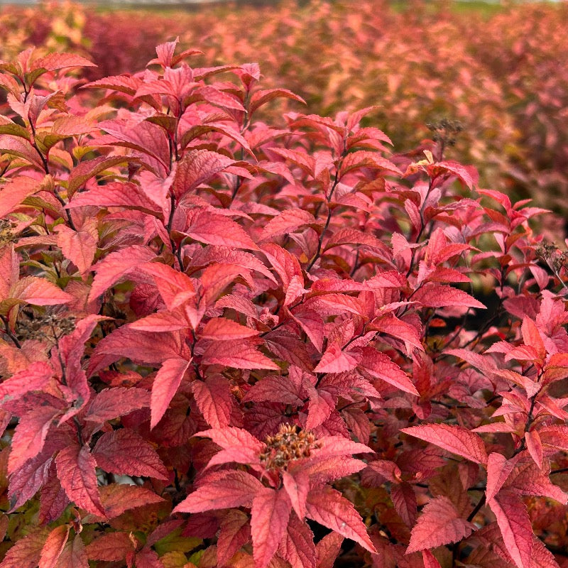 Goldflame Spirea with rose pink flowers and bronze foliage