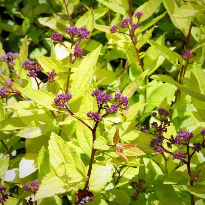 Goldmound Spirea with golden foliage and pink flowers