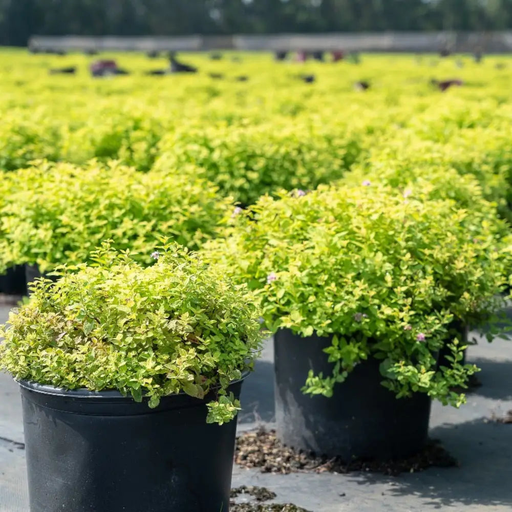 Goldmound Spirea with golden foliage and pink flowers