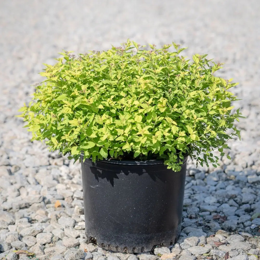 Goldmound Spirea with golden foliage and pink flowers