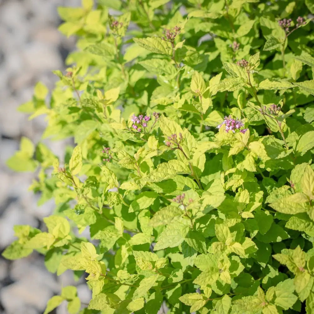 Goldmound Spirea with golden foliage and pink flowers