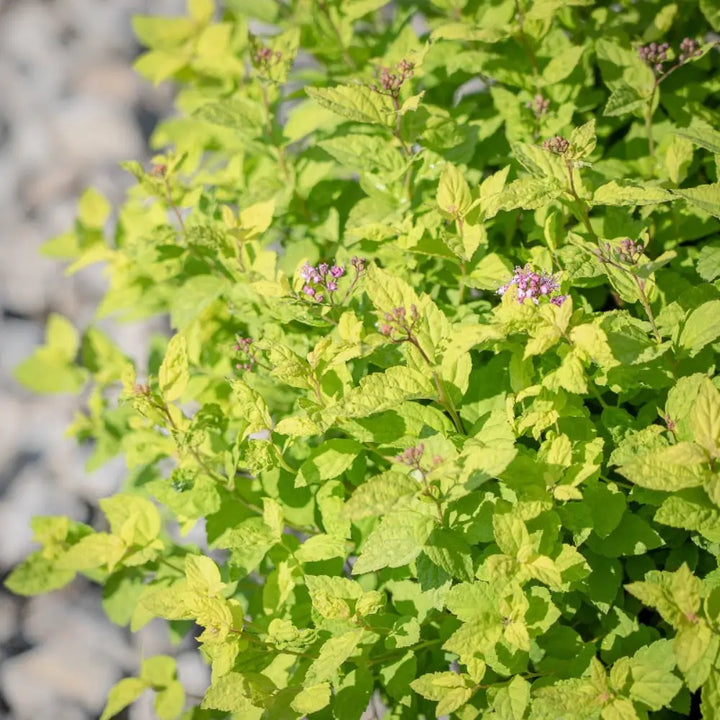 Goldmound Spirea with golden foliage and pink flowers