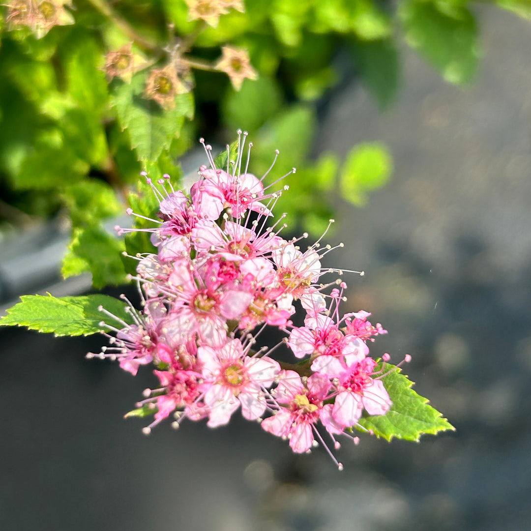 Little Princess Spirea with pale pink flowers