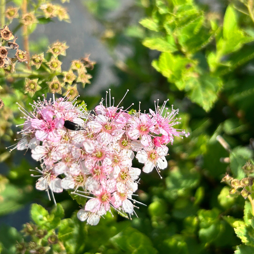 Little Princess Spirea with pale pink flowers