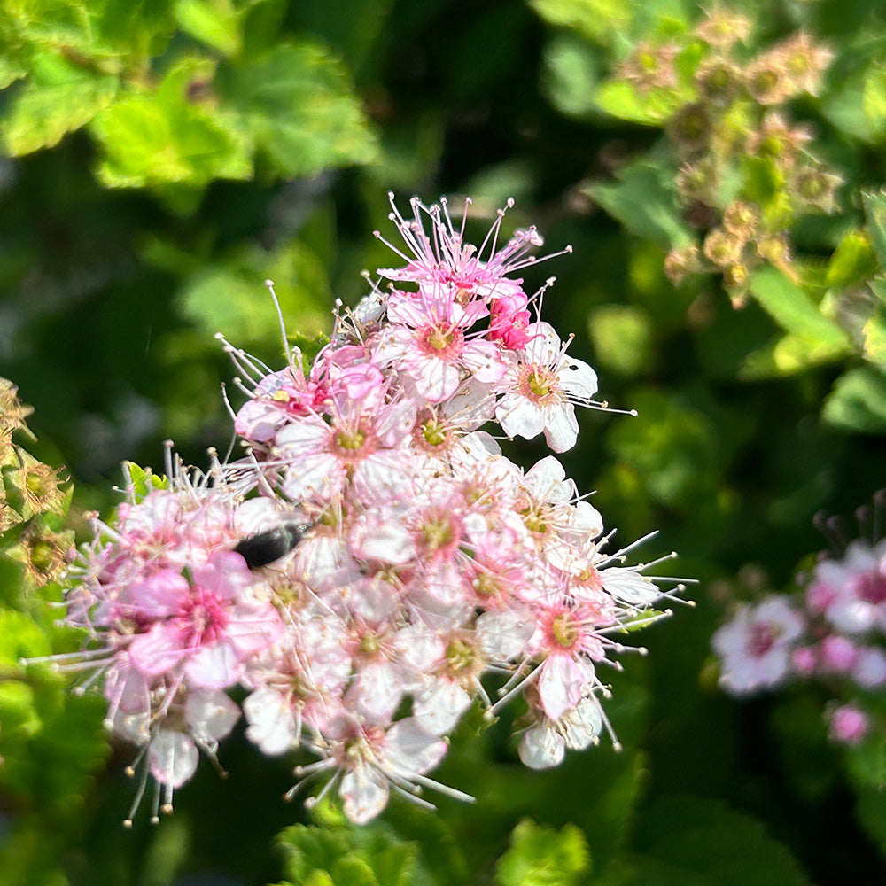 Little Princess Spirea with pale pink flowers