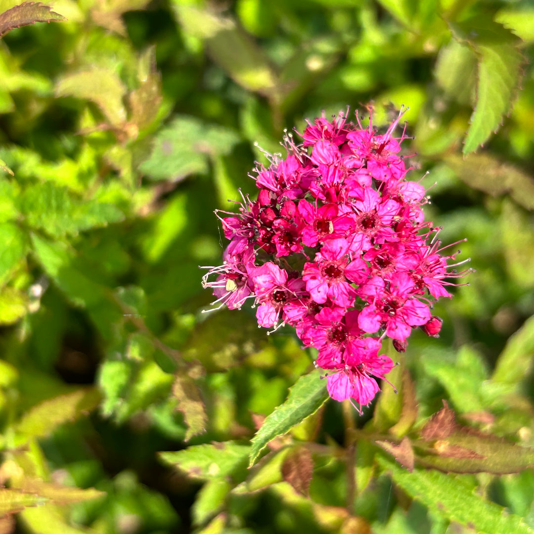 Neon Flash Spirea with bright red pink flowers