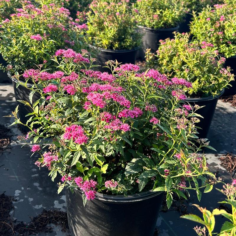 Neon Flash Spirea with bright red pink flowers