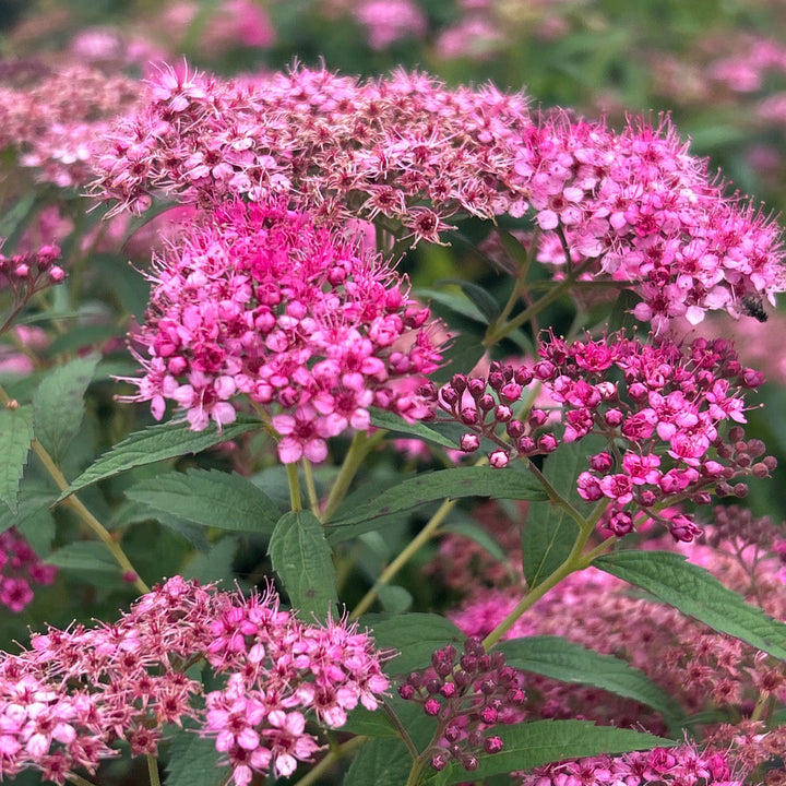 Neon Flash Spirea with bright red pink flowers