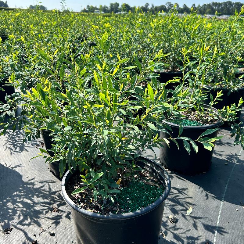 Vanhoutte Spirea with arching branches covered in white flowers