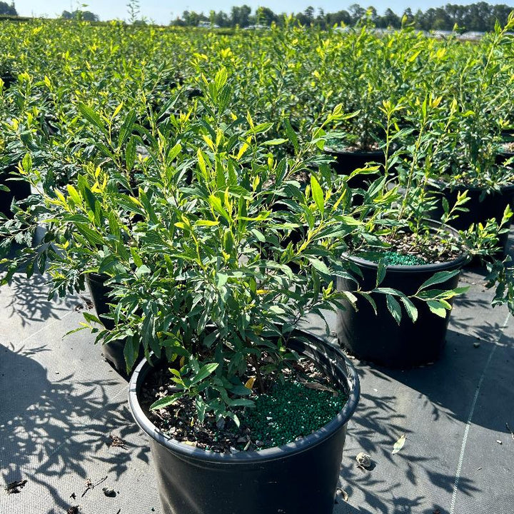 Vanhoutte Spirea with arching branches covered in white flowers