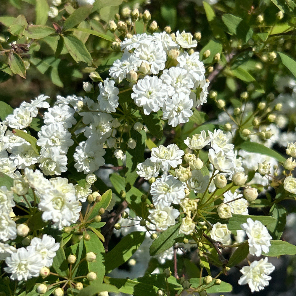 Vanhoutte Spirea with arching branches covered in white flowers