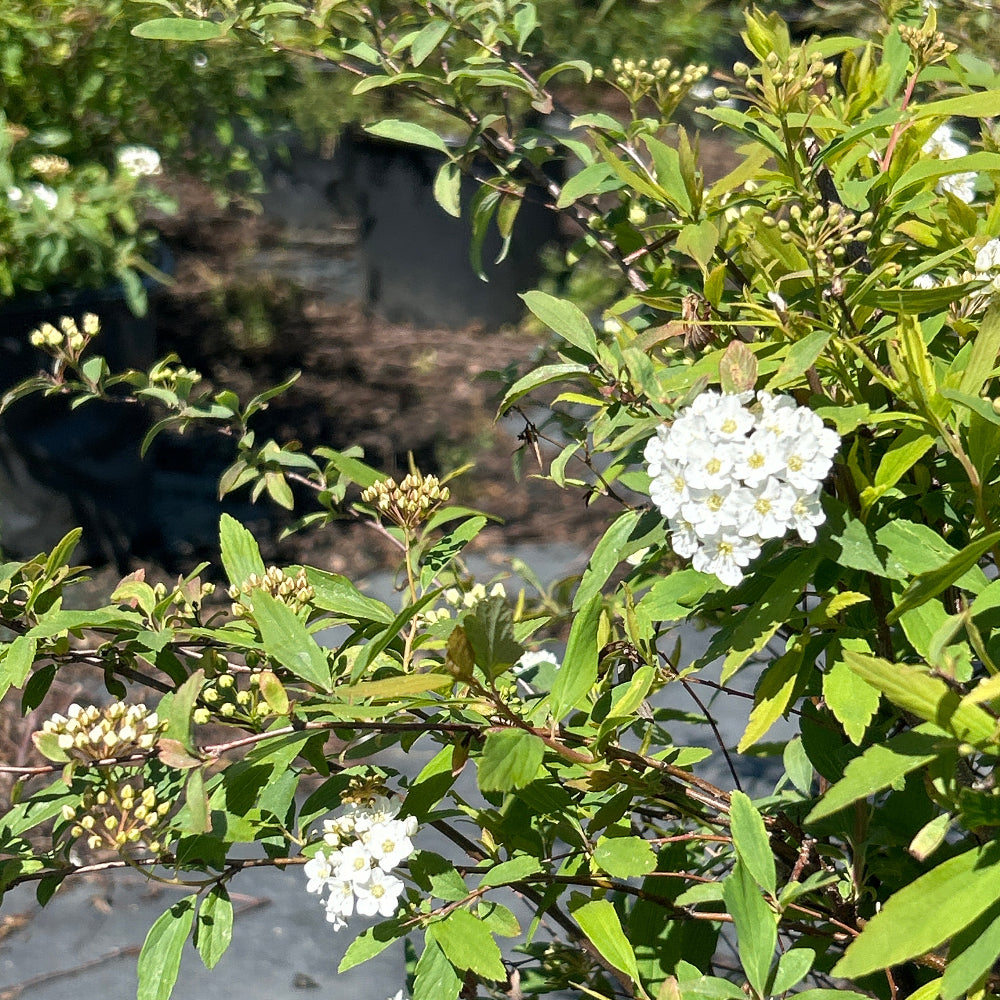 Vanhoutte Spirea with arching branches covered in white flowers