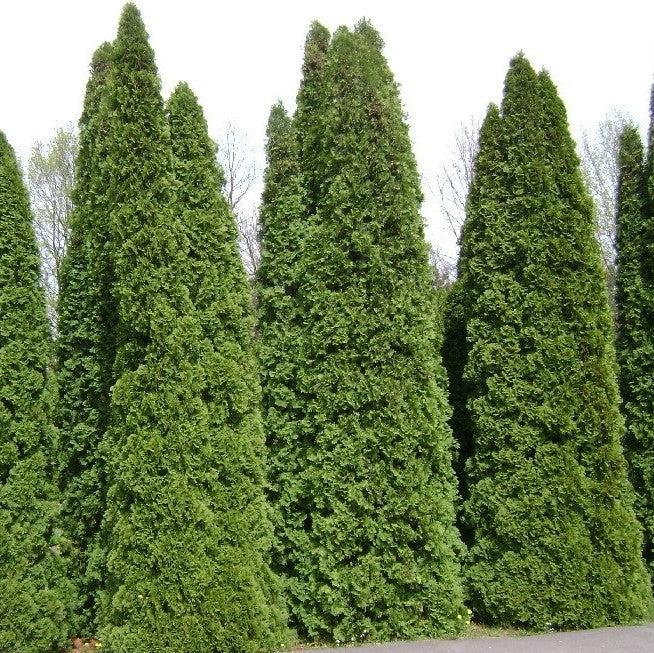 American Pillar Arborvitae with narrow glossy green foliage