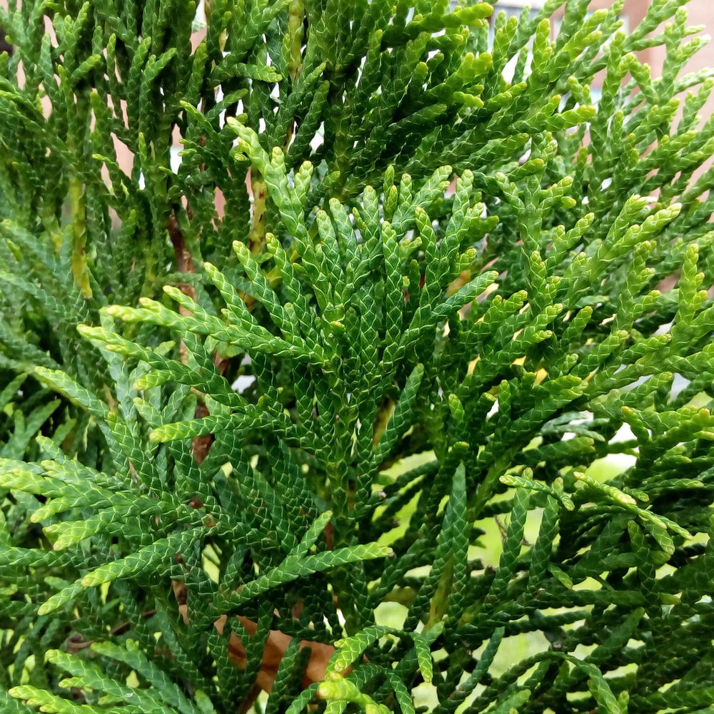 American Pillar Arborvitae with narrow glossy green foliage