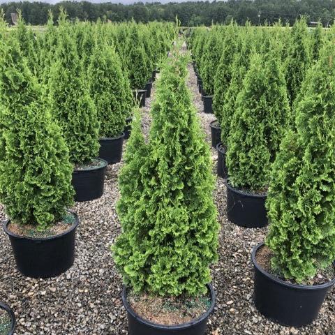 DeGroot's Spire Arborvitae with narrow upright green foliage