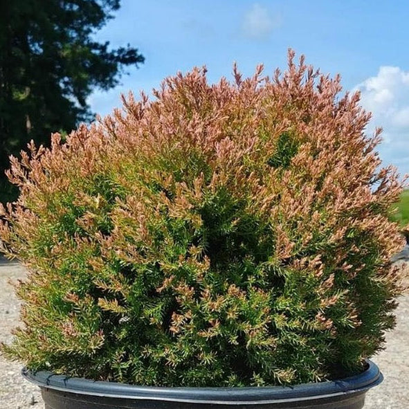 Fire Chief Arborvitae with gold green and red foliage