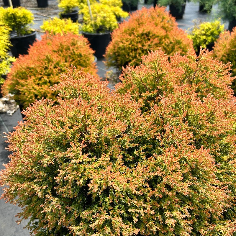 Fire Chief Arborvitae with gold green and red foliage