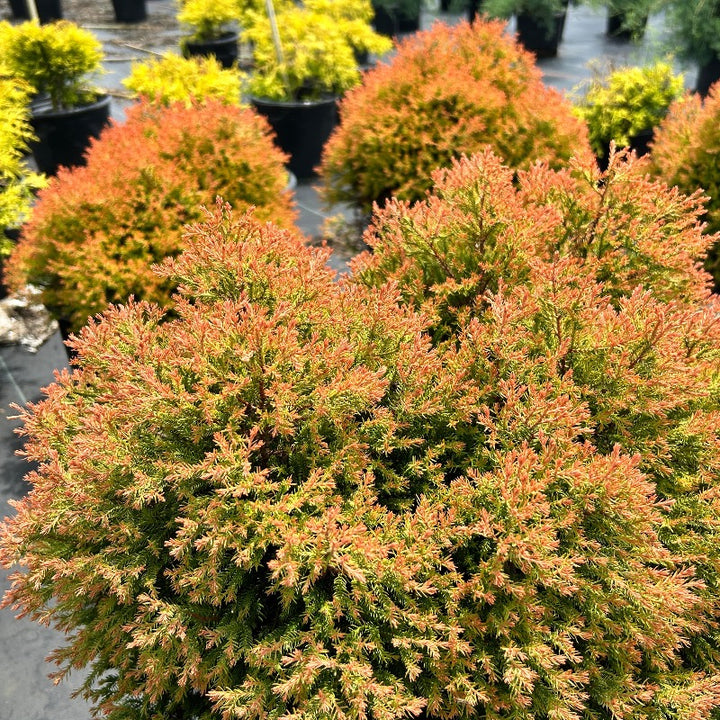 Fire Chief Arborvitae with gold green and red foliage