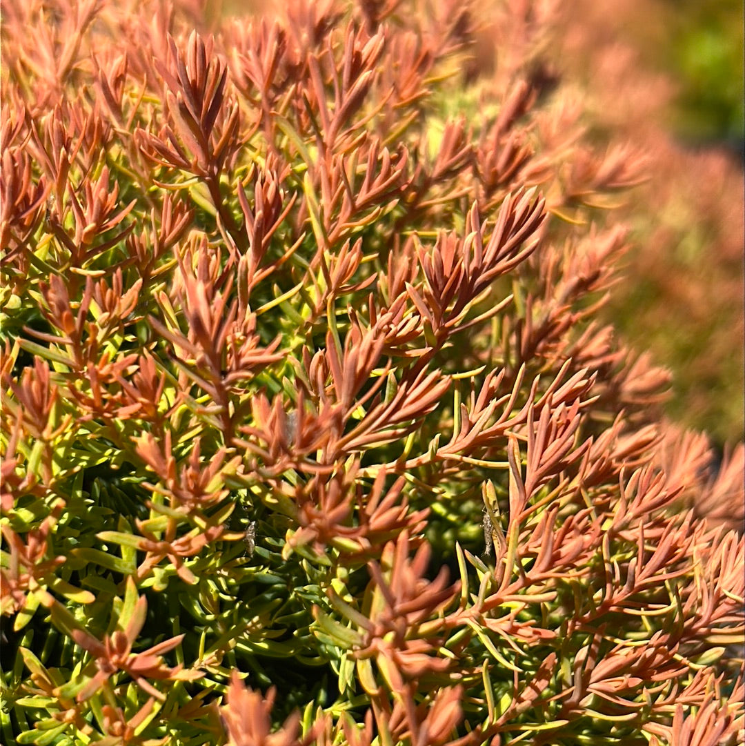 Fire Chief Arborvitae with gold green and red foliage