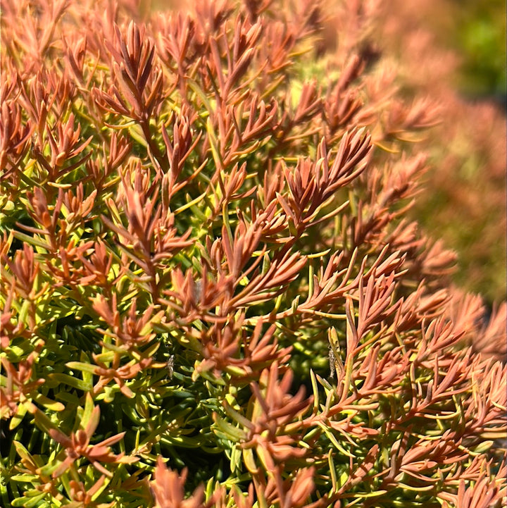 Fire Chief Arborvitae with gold green and red foliage