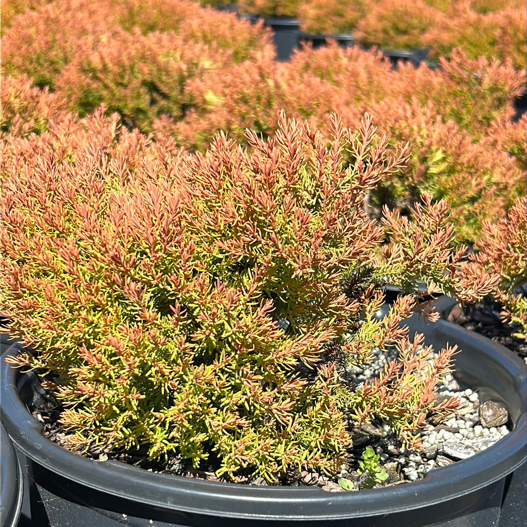 Fire Chief Arborvitae with gold green and red foliage