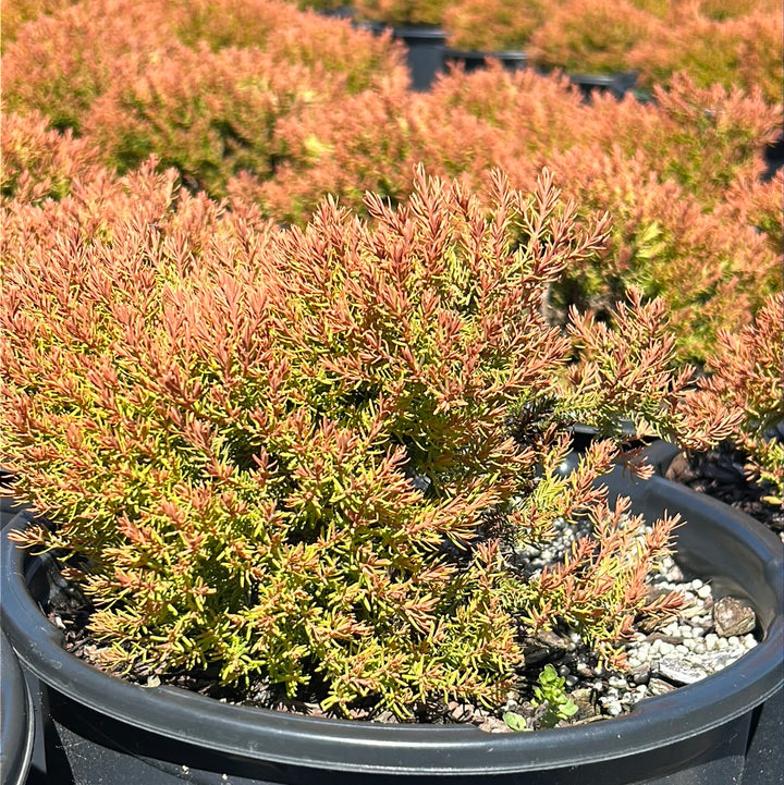 Fire Chief Arborvitae with gold green and red foliage