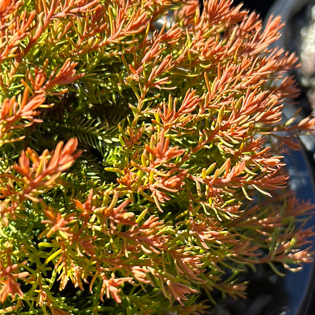 Fire Chief Arborvitae with gold green and red foliage
