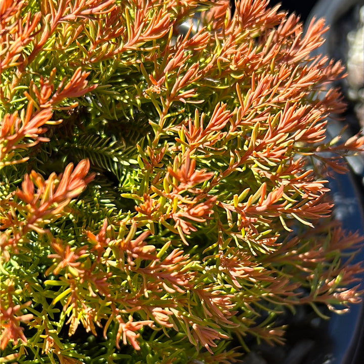 Fire Chief Arborvitae with gold green and red foliage