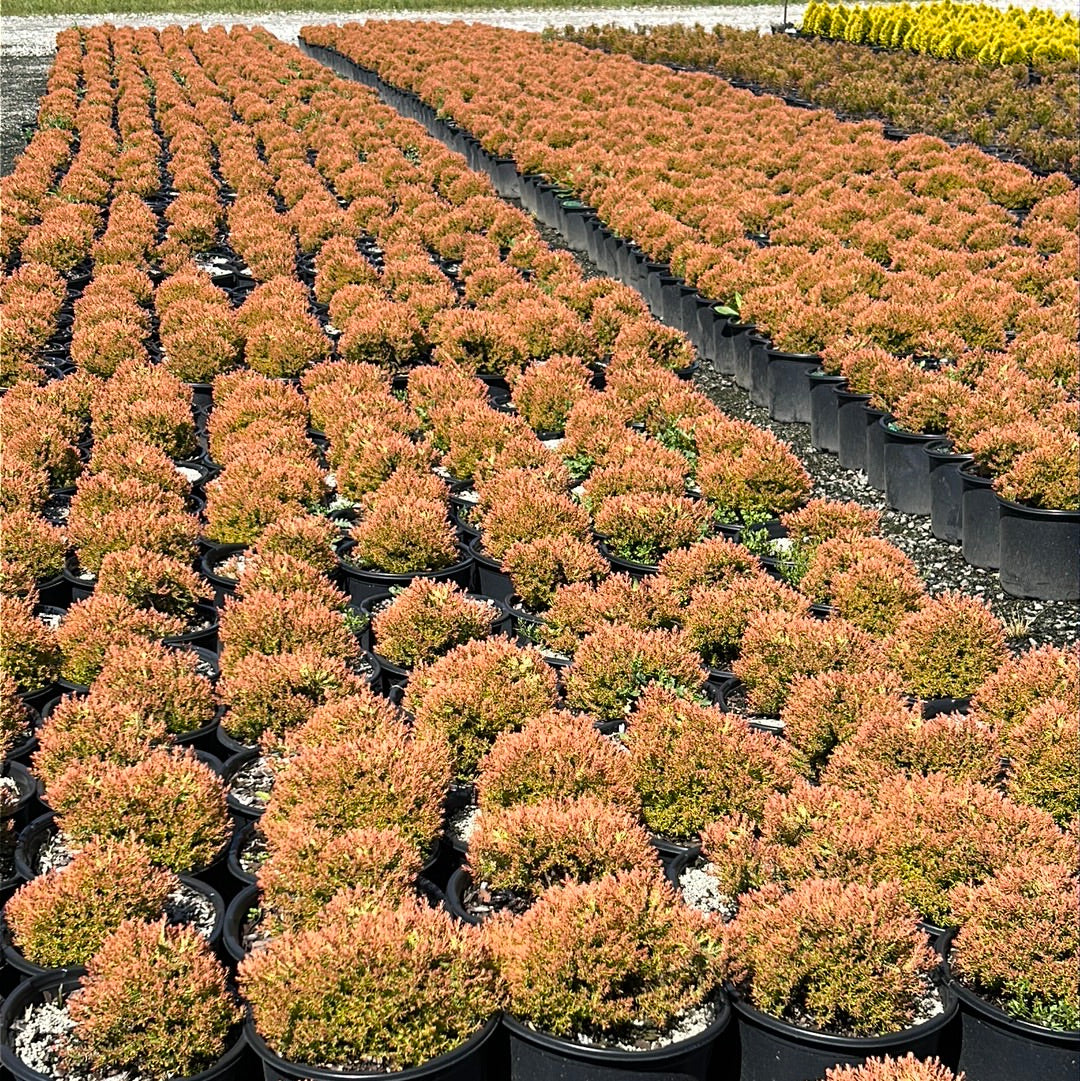 Thuja Fire Chief™ ~ Arborvitae