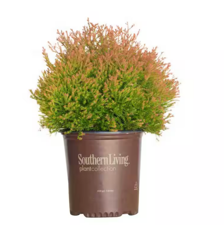 Thuja Fire Chief™ ~ Arborvitae
