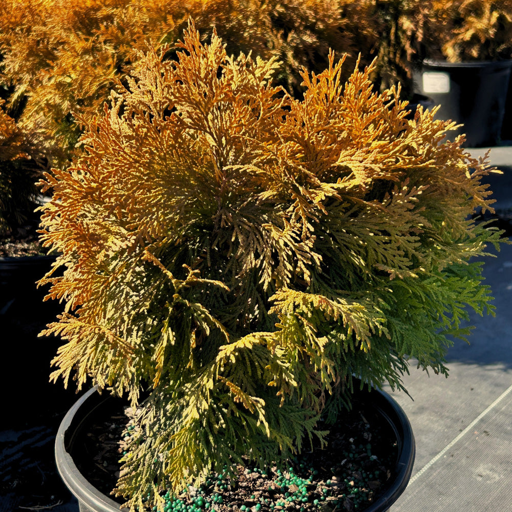 Golden Globe Arborvitae with rounded golden yellow foliage