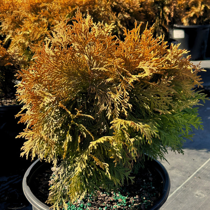Golden Globe Arborvitae with rounded golden yellow foliage