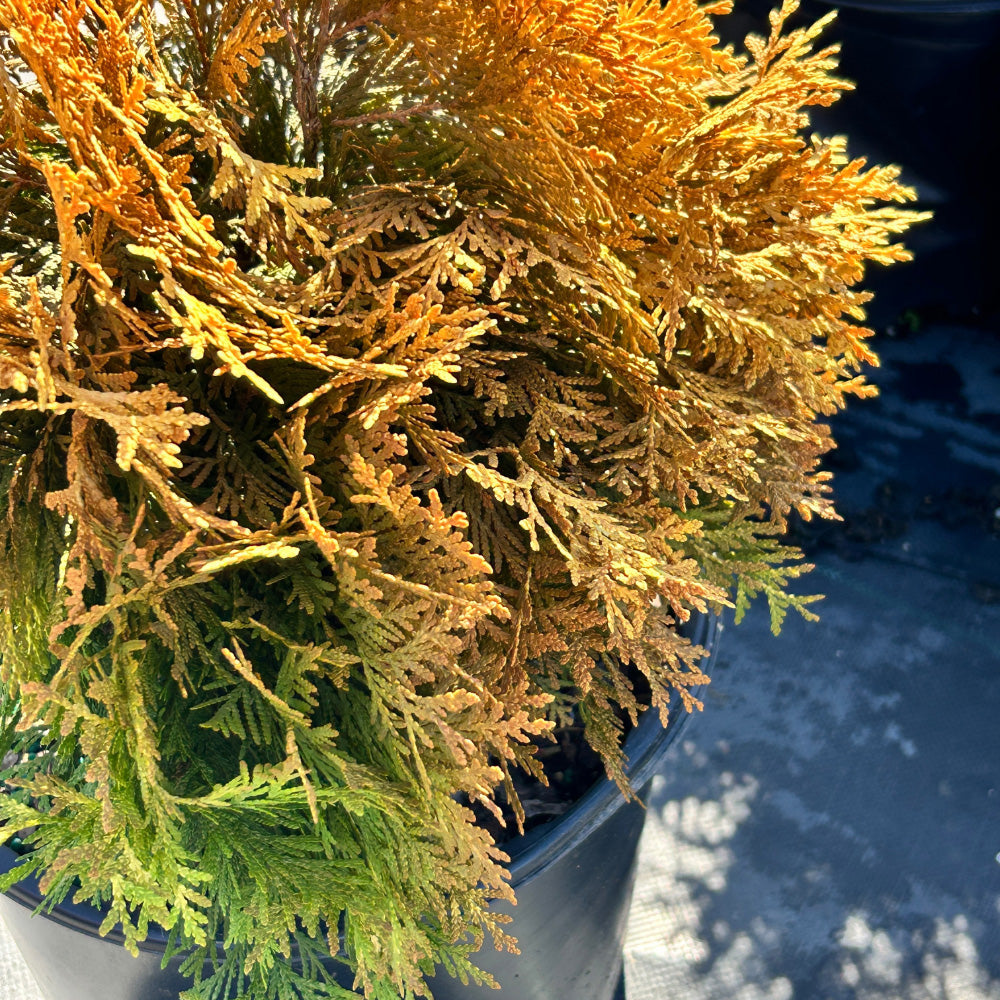 Golden Globe Arborvitae with rounded golden yellow foliage