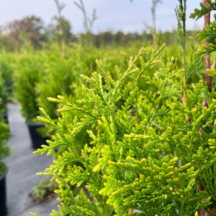 Green Giant Arborvitae with dense tall rich green foliage
