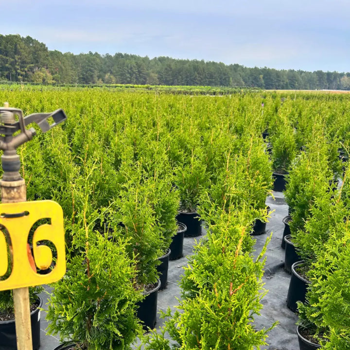 Green Giant Arborvitae with dense tall rich green foliage
