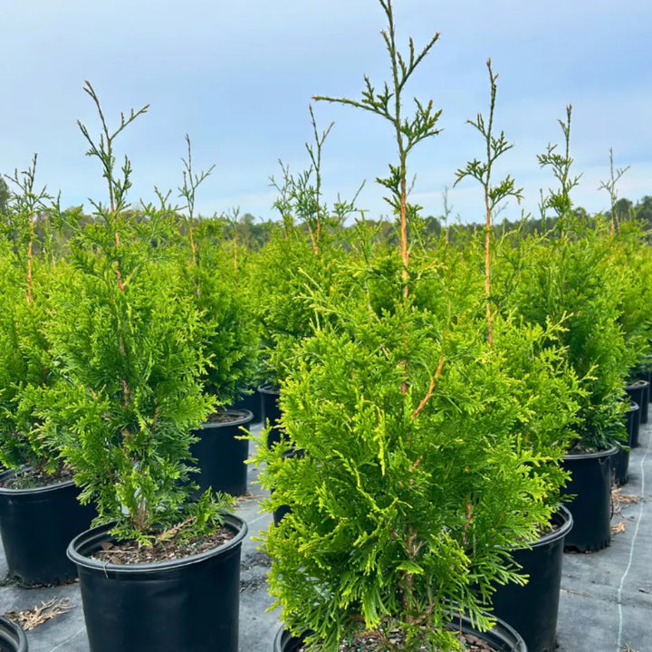 Green Giant Arborvitae with dense tall rich green foliage