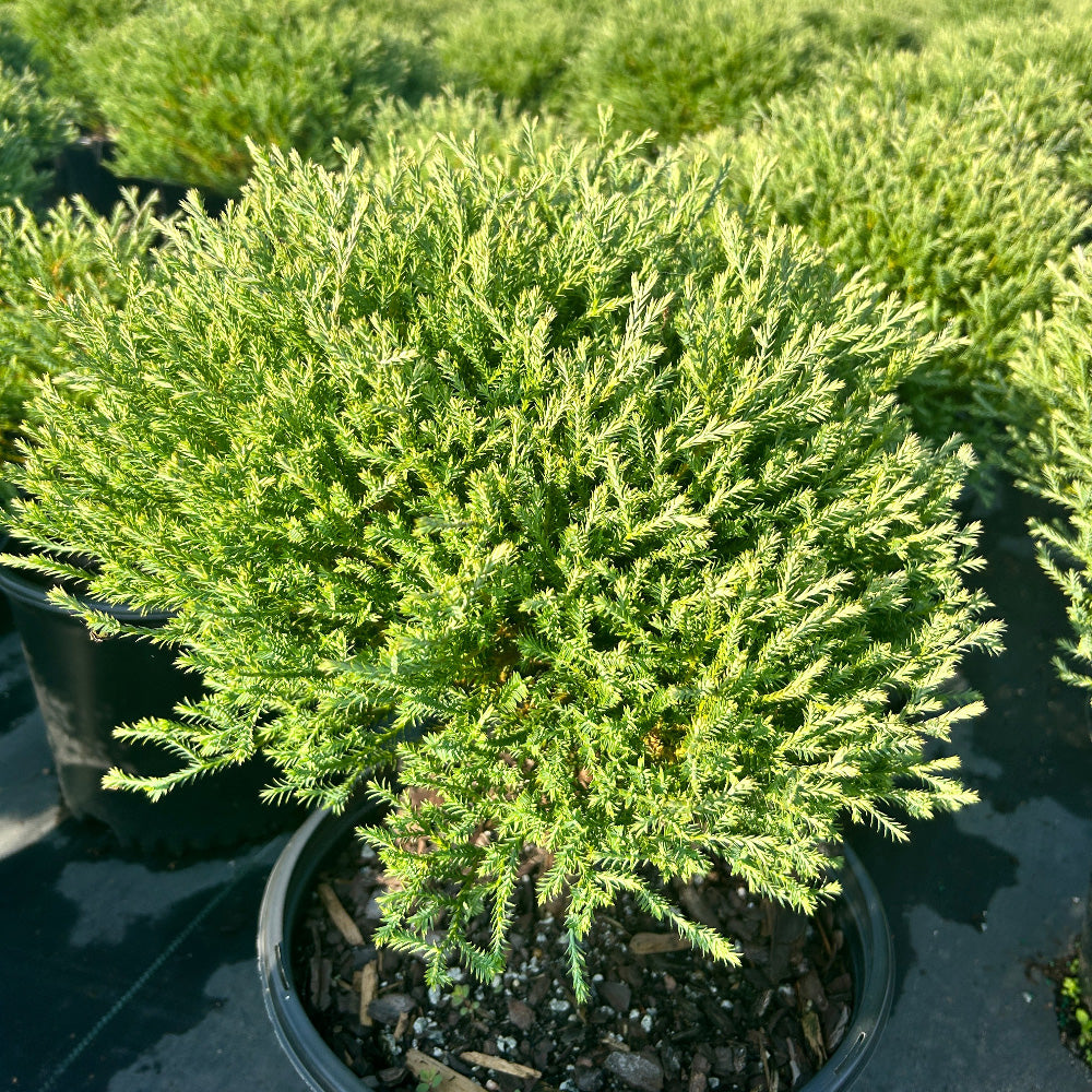 Mr Bowling Ball Arborvitae with soft round blue green foliage