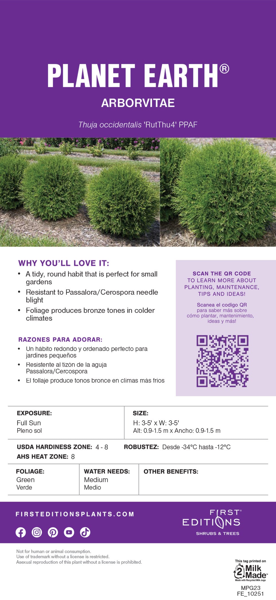 Planet Earth Arborvitae with dense rounded green foliage
