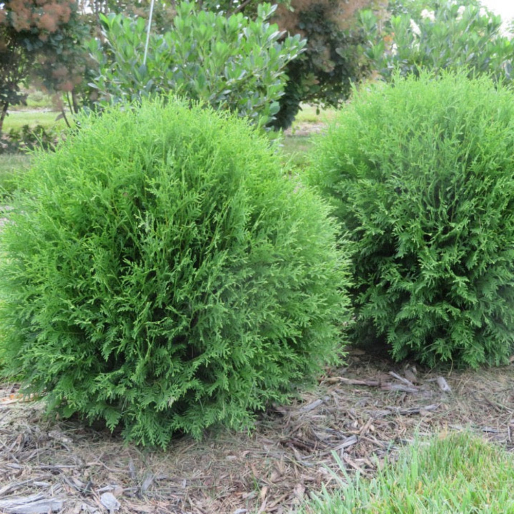 Planet Earth Arborvitae with dense rounded green foliage