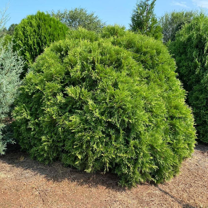 Planet Earth Arborvitae with dense rounded green foliage