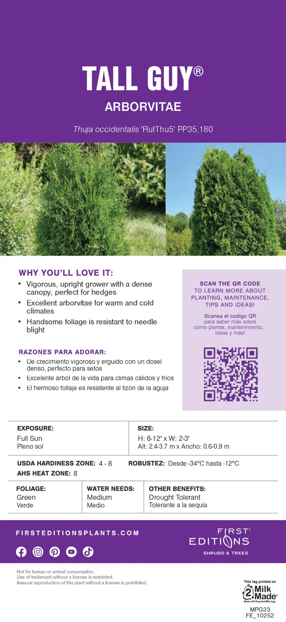 thuja 180 Thuja Tall Guy™