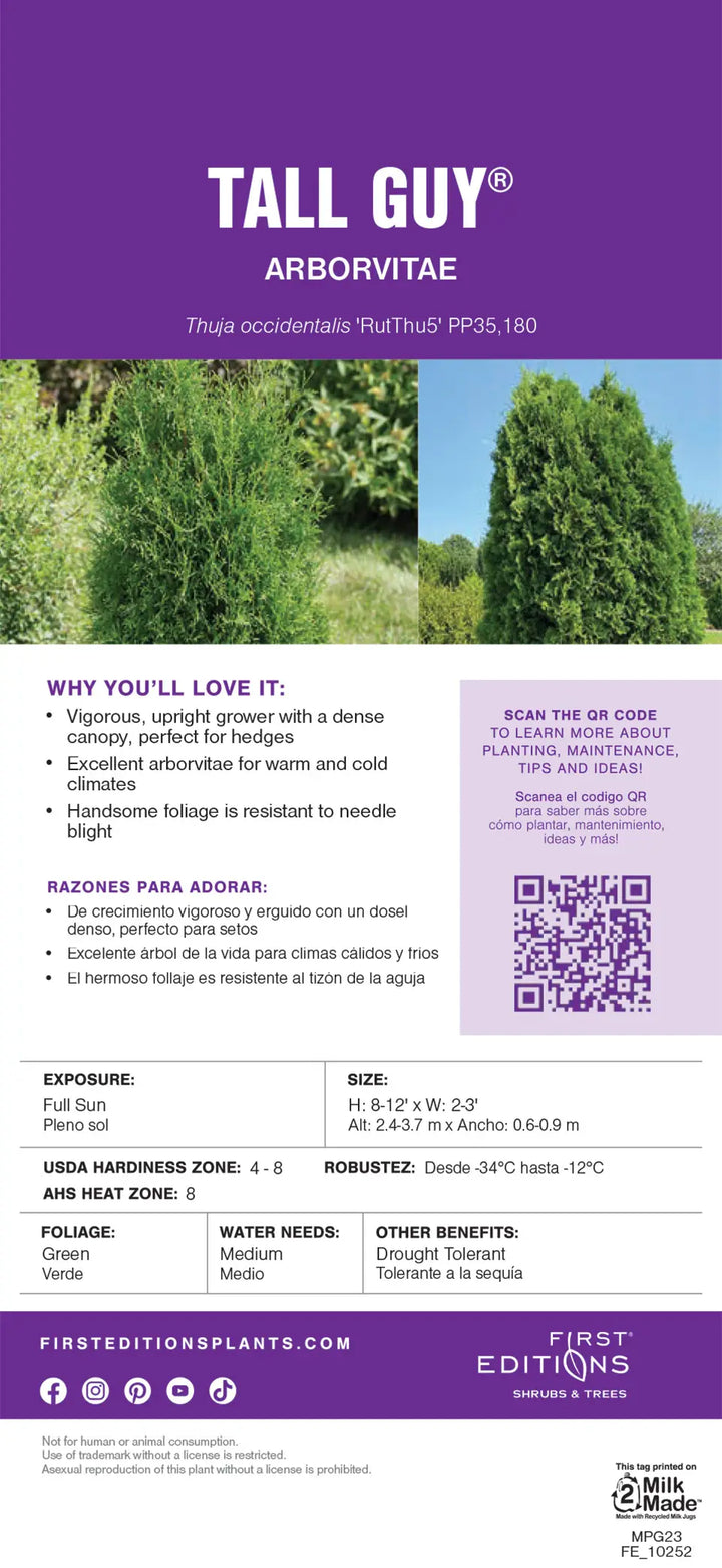Thuja Tall Guy™