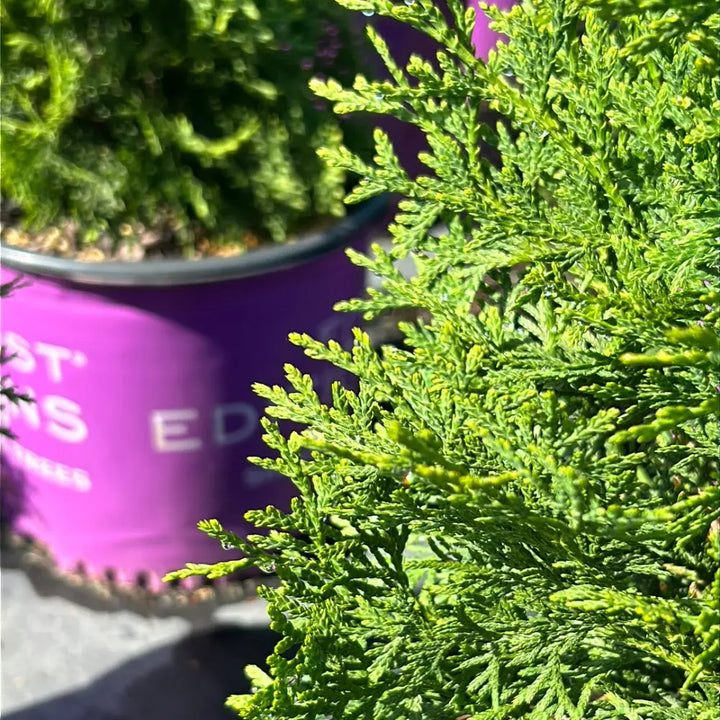 Tall Guy Arborvitae with narrow bright green foliage