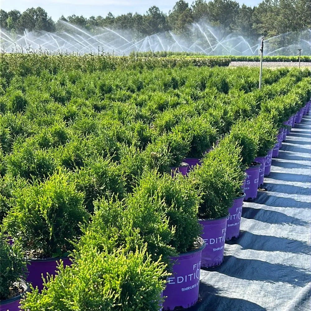 Tall Guy Arborvitae with narrow bright green foliage