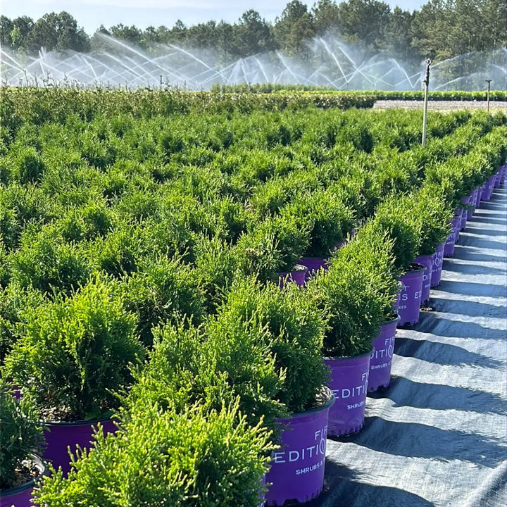 Tall Guy Arborvitae with narrow bright green foliage