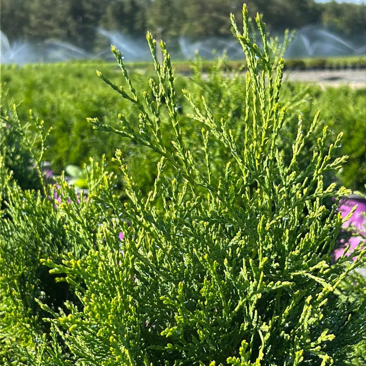 Thuja Tall Guy™ | GoBuyPlants®