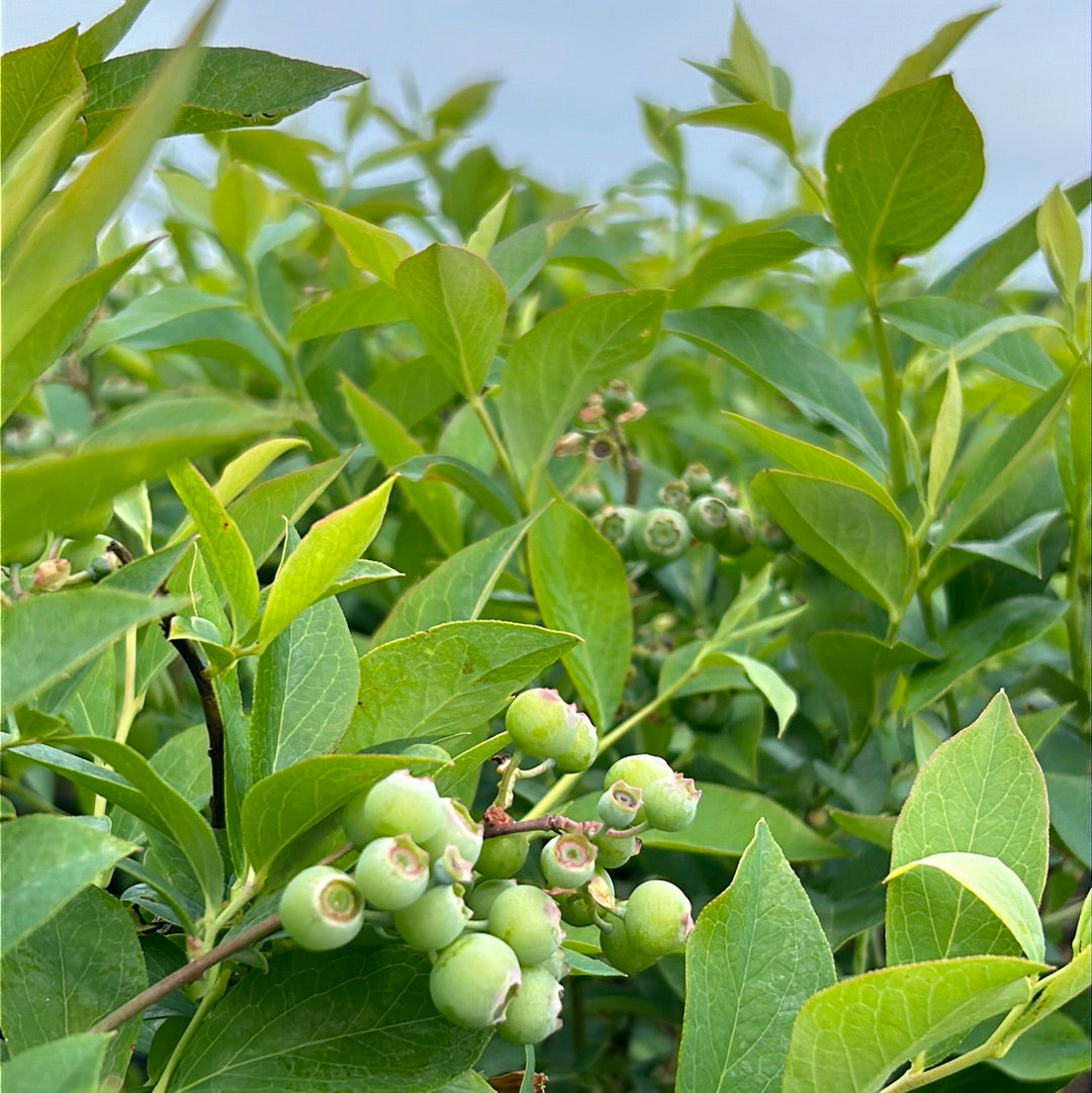 Brightwell Blueberry with sweet light blue fruit and green foliage