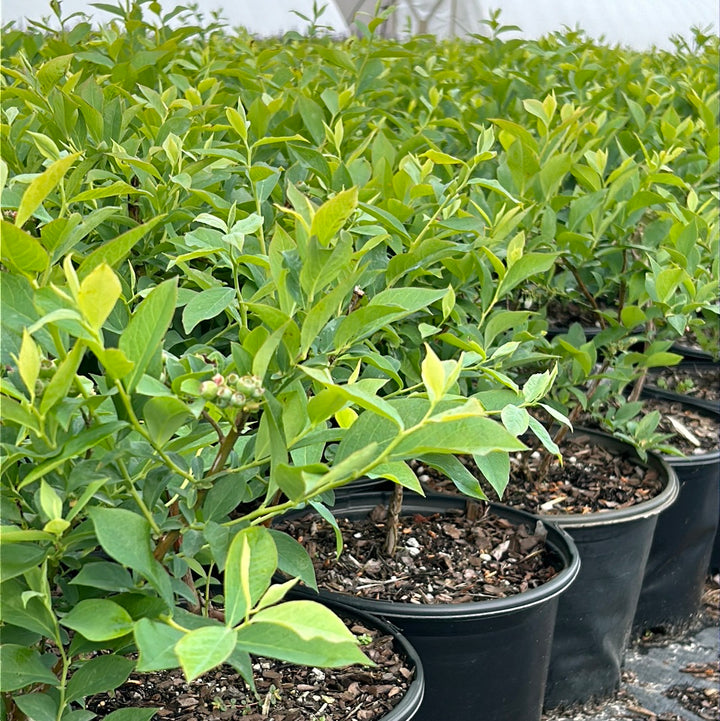 Brightwell Blueberry with sweet light blue fruit and green foliage