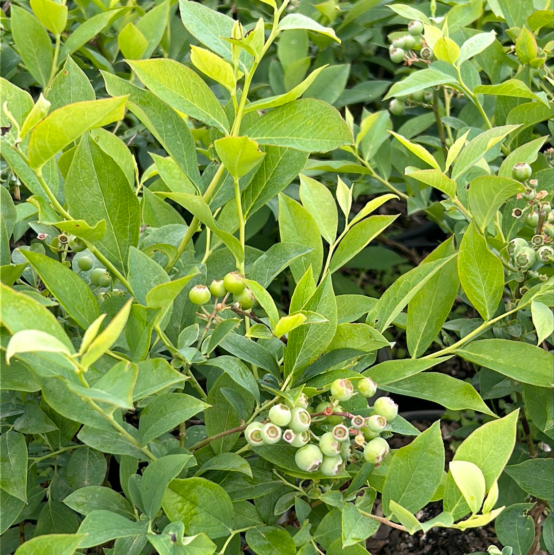 Brightwell Blueberry with sweet light blue fruit and green foliage
